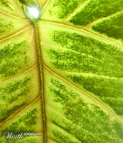 Photography by francodr