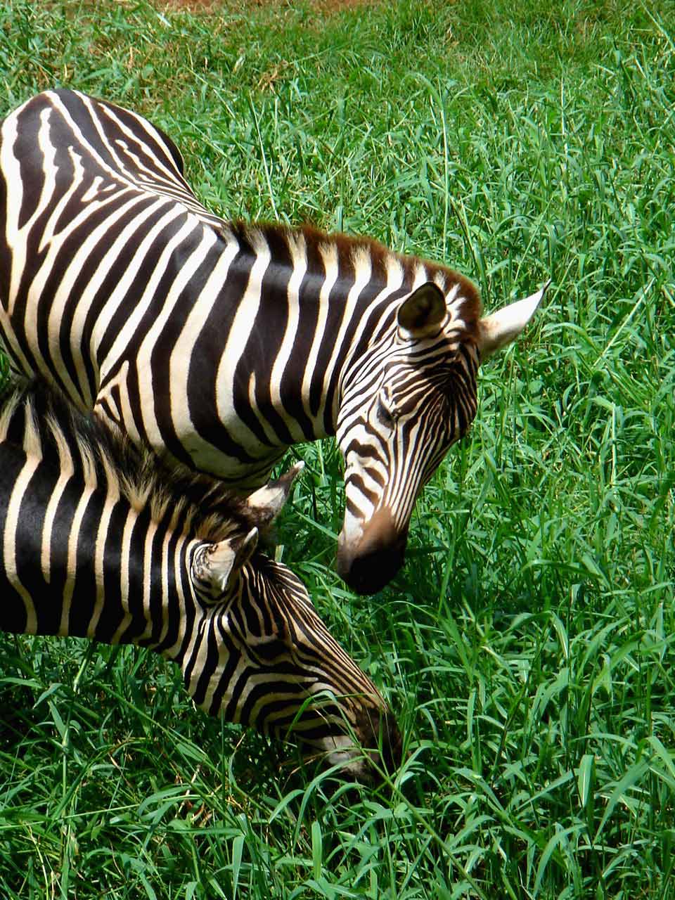 Fotografía por frogzygirl para DesignCrowd (Community Contests) | Diseño #9001873