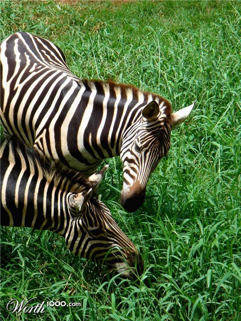 Photography by frogzygirl