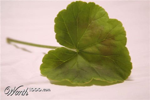 Photography by mhcork