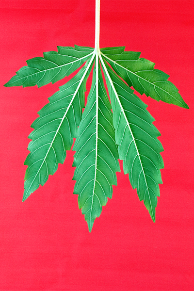 Fotografie von sproglet für DesignCrowd (Community Contests) | Design #9001458