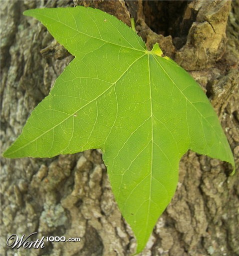 Photography by crzyme