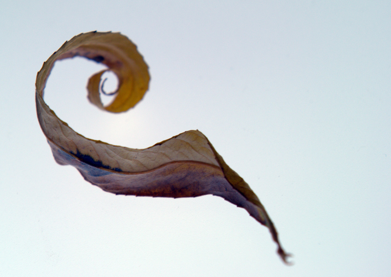 Photography by spixiana for DesignCrowd (Community Contests) | Design #9001497