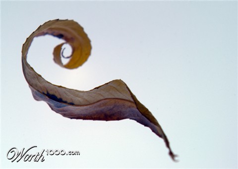 Photography by spixiana