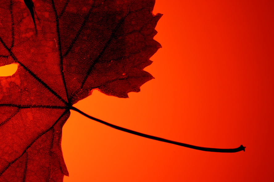 Photography by marikat for DesignCrowd (Community Contests) | Design #9001464