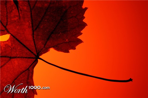 Photography by marikat