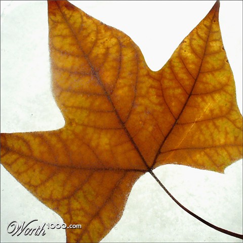 Photography by IsleofJura