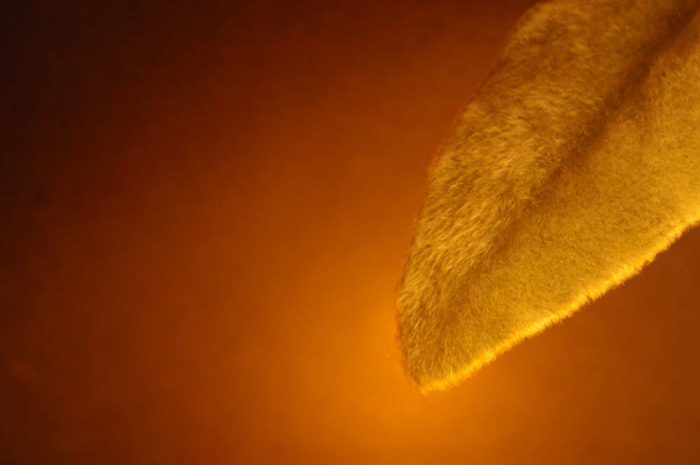 Photographie par darlingmkt pour DesignCrowd (Community Contests) | Design #9001574