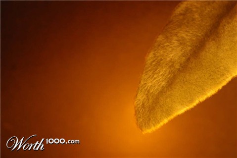 Photography by darlingmkt