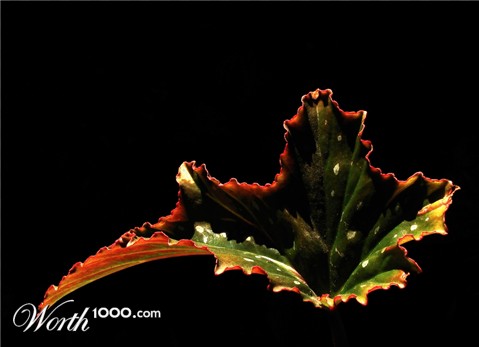 Photography by Ituzum