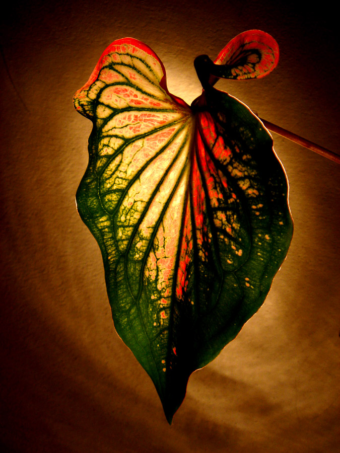 Fotografía por frogzygirl para DesignCrowd (Community Contests) | Diseño #9001569