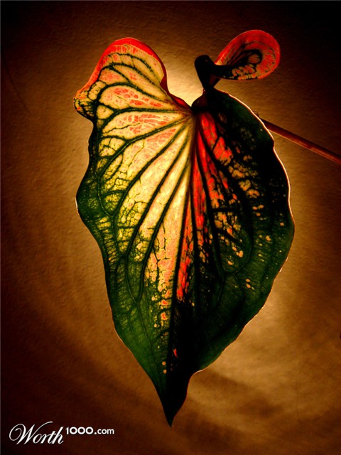 Photography by frogzygirl