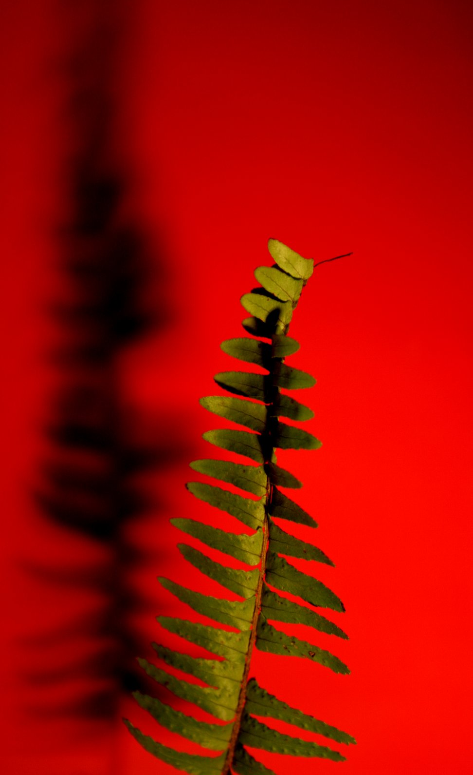 Photography by saturn673 for DesignCrowd (Community Contests) | Design #9001566