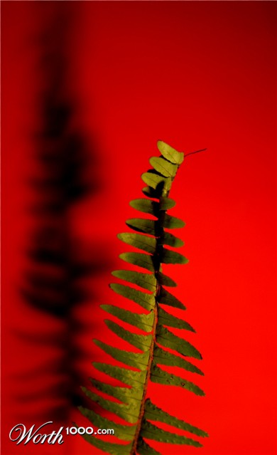 Photography by saturn673