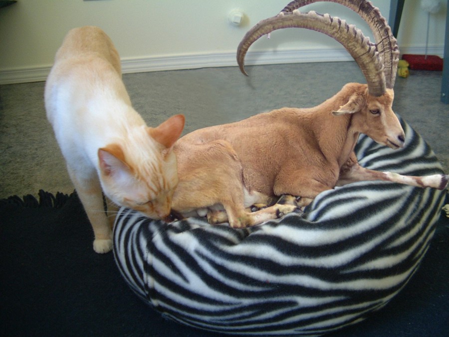 Photoshop-Design von Fishwife für DesignCrowd (Community Contests) | Design #9007739