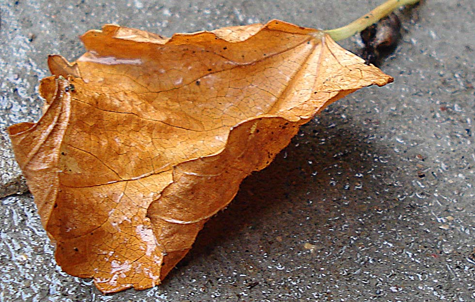 Photography by StarsView for DesignCrowd (Community Contests) | Design #9001582