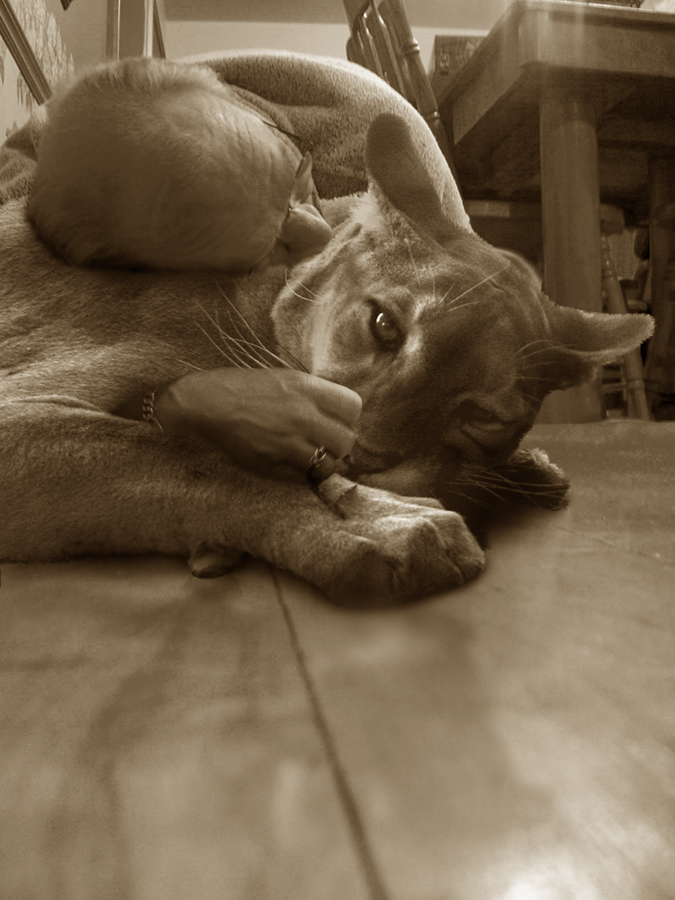 Photoshop Design by samkorni for DesignCrowd (Community Contests) | Design #9007757