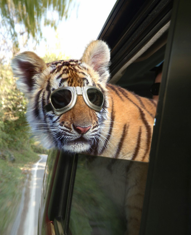 Photoshop Design by MA1947 for DesignCrowd (Community Contests) | Design #9007802