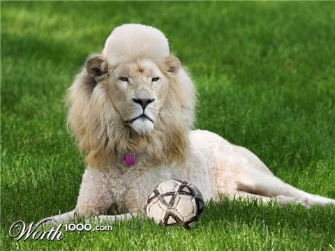 Photoshop Design by damonfreemanza