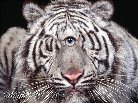 Photoshop Design by pitbullsaviour