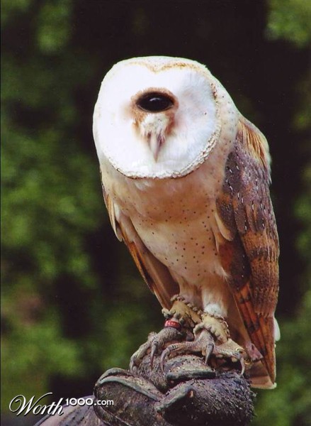 Photoshop Design by AliiXX