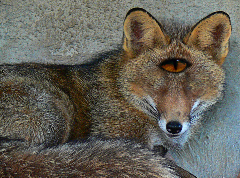 Design Photoshop par alicina pour DesignCrowd (Community Contests) | Design #9003123