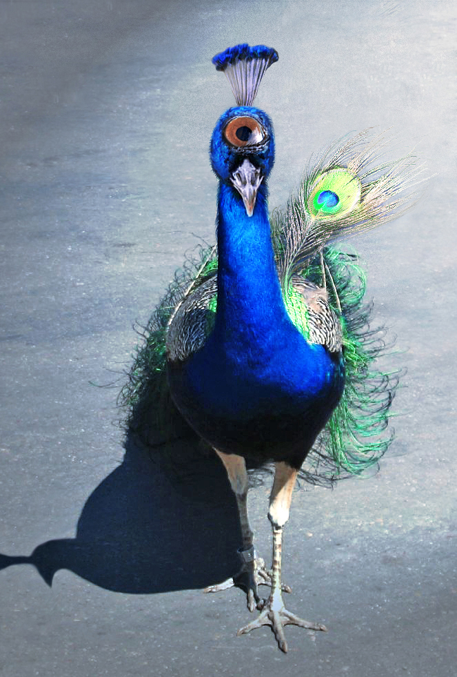 Photoshop Design by mzpresto for DesignCrowd (Community Contests) | Design #9003364