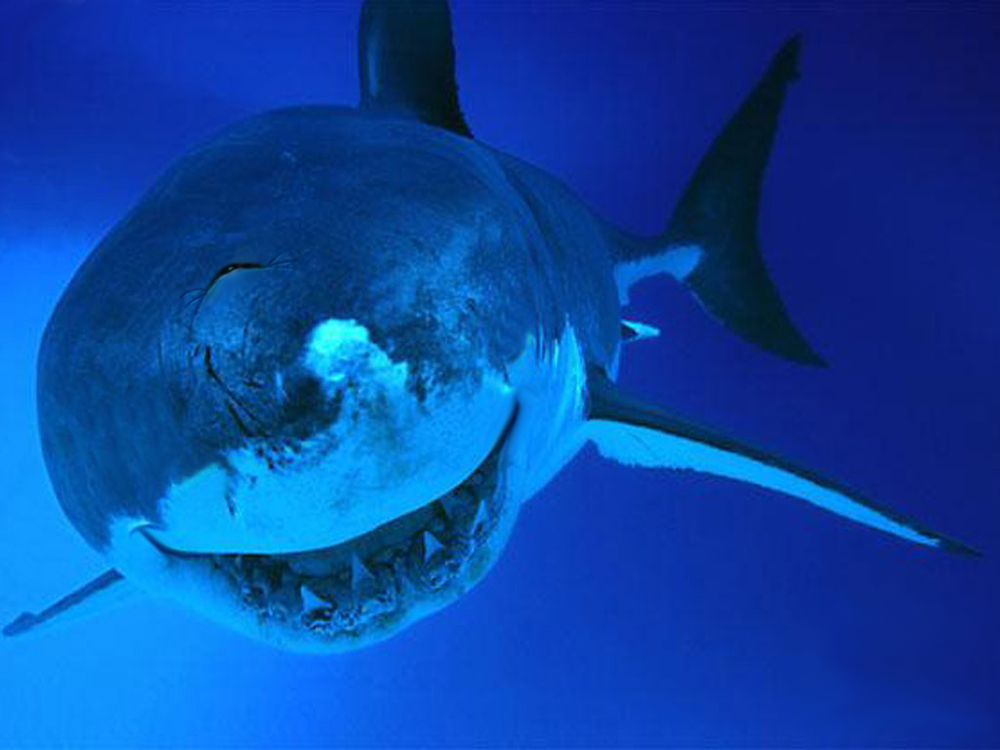 Photoshop Design by brypro63 for DesignCrowd (Community Contests) | Design #9003259