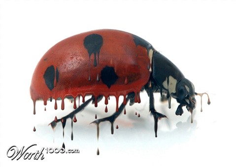 Photoshop Design by Fishwife