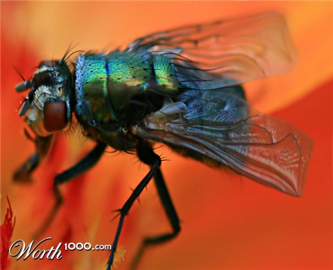 Photoshop Design by matster