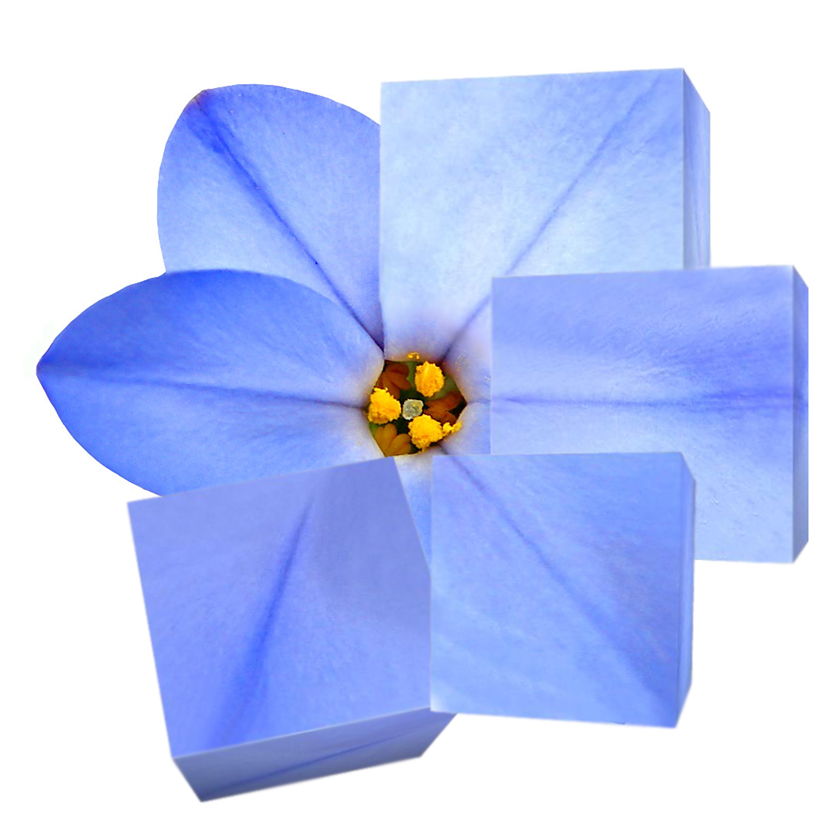 Photoshop Design by Kitiekat4U for DesignCrowd (Community Contests) | Design #9008101