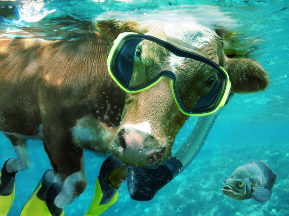 Design Photoshop par bananasfritters pour DesignCrowd (Community Contests) | Design #9002580