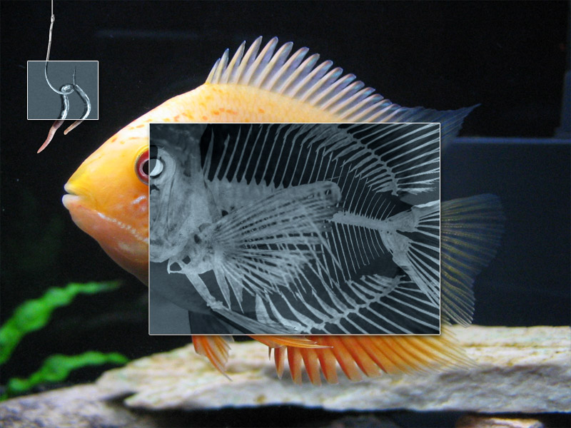 Diseño de Photoshop por LooneyD para DesignCrowd (Community Contests) | Diseño #9001482