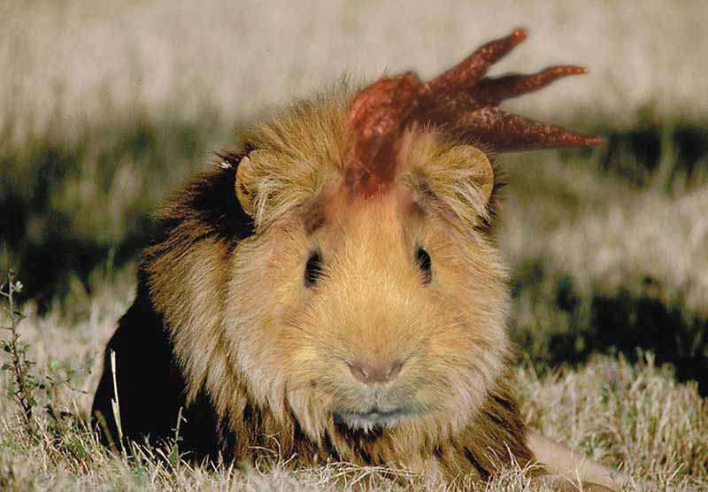 Diseño de Photoshop por TrueAiR para DesignCrowd (Community Contests) | Diseño #9004321