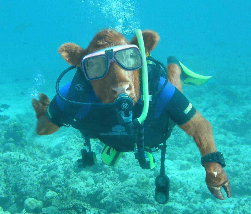 Photoshop Design by sugarcane for DesignCrowd (Community Contests) | Design #9002576