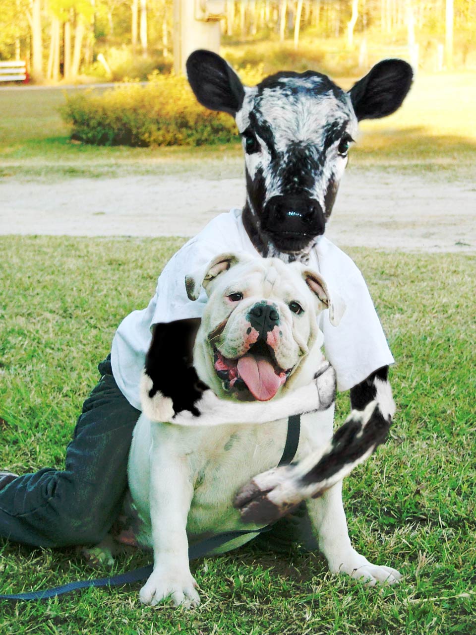 Photoshop Design by moovet for DesignCrowd (Community Contests) | Design #9002578