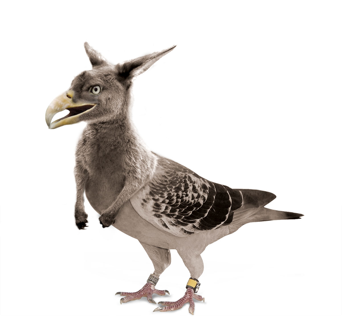 Photoshop Design by NinhaBR for DesignCrowd (Community Contests) | Design #9004339