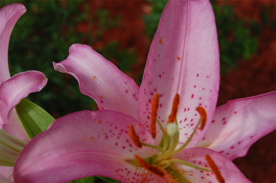 Photography by glanzone for DesignCrowd (Community Contests) | Design #9003155