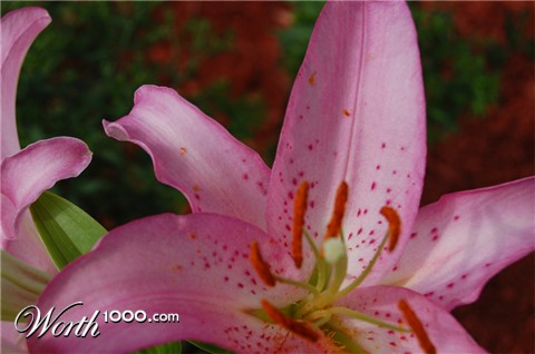 Photography by glanzone