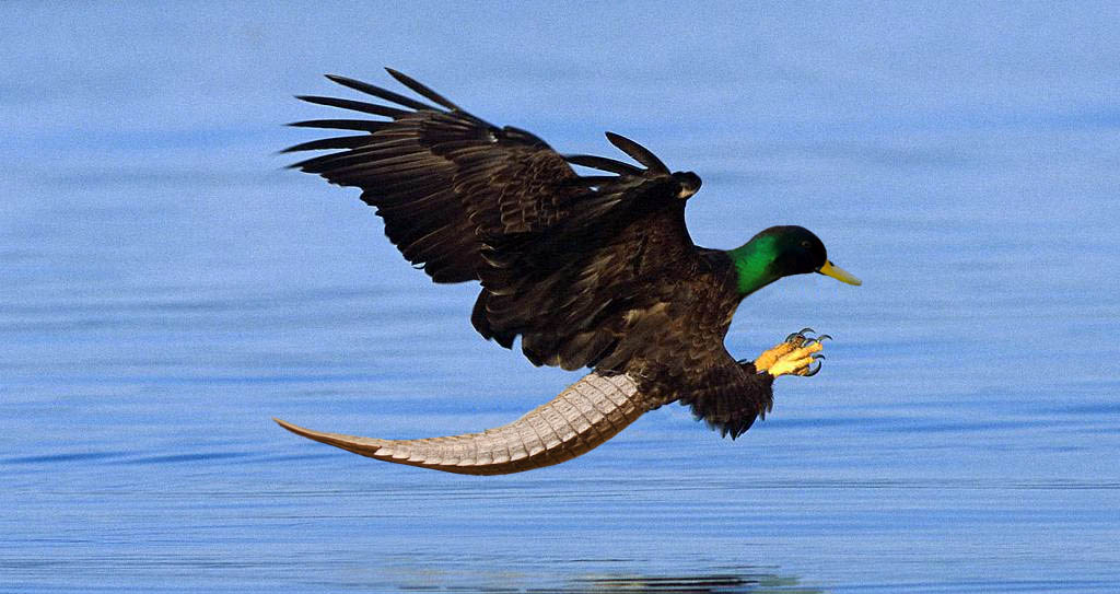 Photoshop Design by PeterAAAWelch for DesignCrowd (Community Contests) | Design #9004362