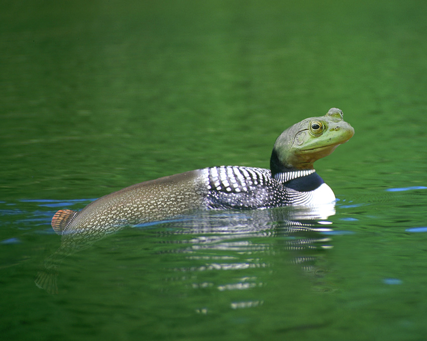 Design Photoshop par northman pour DesignCrowd (Community Contests) | Design #9004367