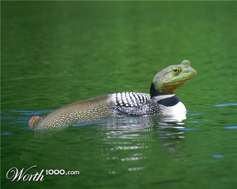 Photoshop Design by northman