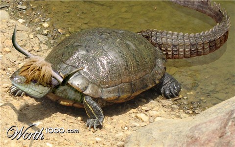 Photoshop Design by Sankrah