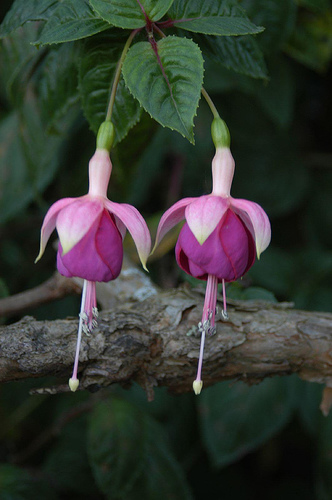 Photography by kcfemme for DesignCrowd (Community Contests) | Design #9008681