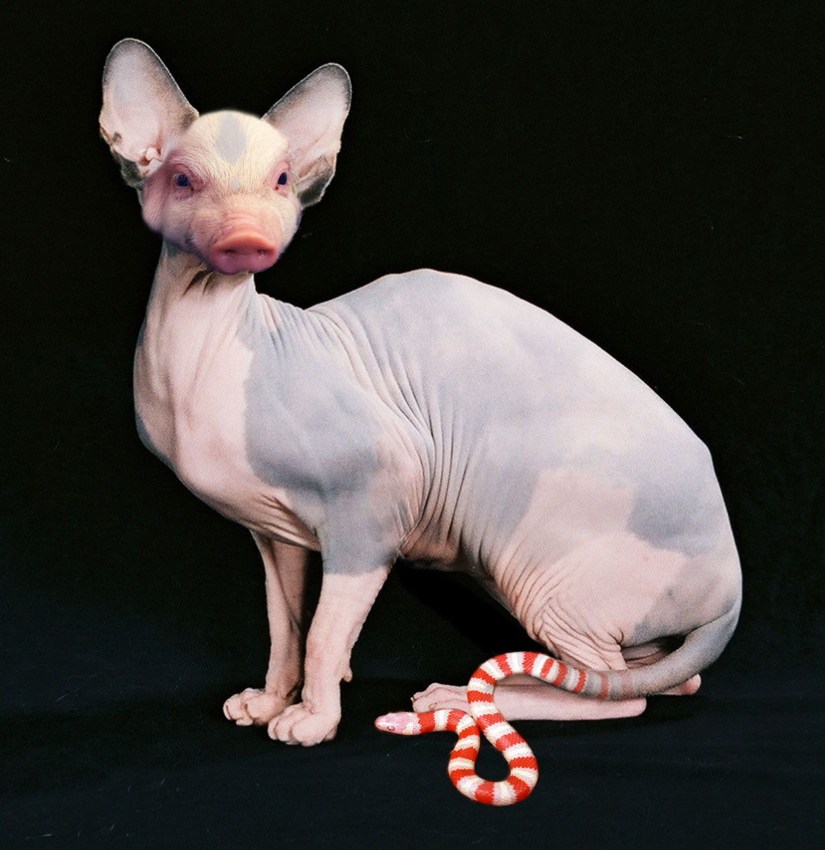 Diseño de Photoshop por Jimworld para DesignCrowd (Community Contests) | Diseño #9004352