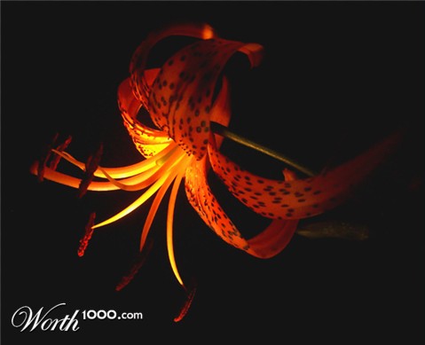 Photography by Tamers