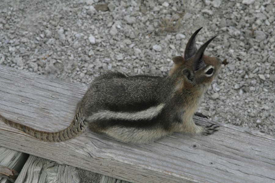 Photoshop Design by JessBurnette for DesignCrowd (Community Contests) | Design #9004488