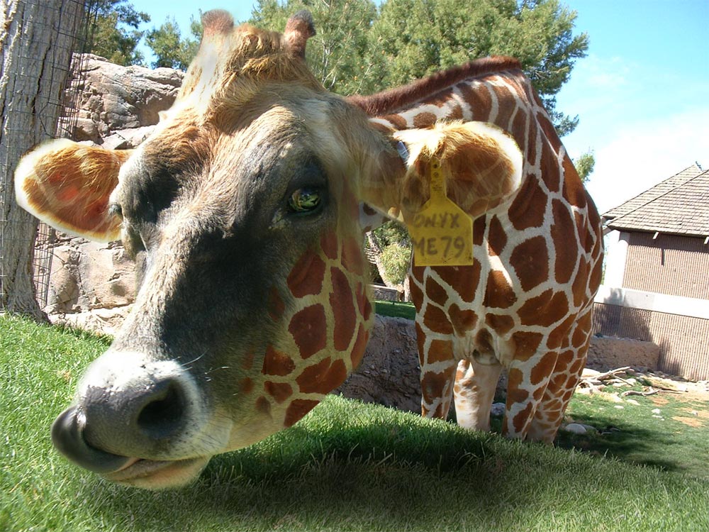 Design Photoshop par bellurius pour DesignCrowd (Community Contests) | Design #9004467