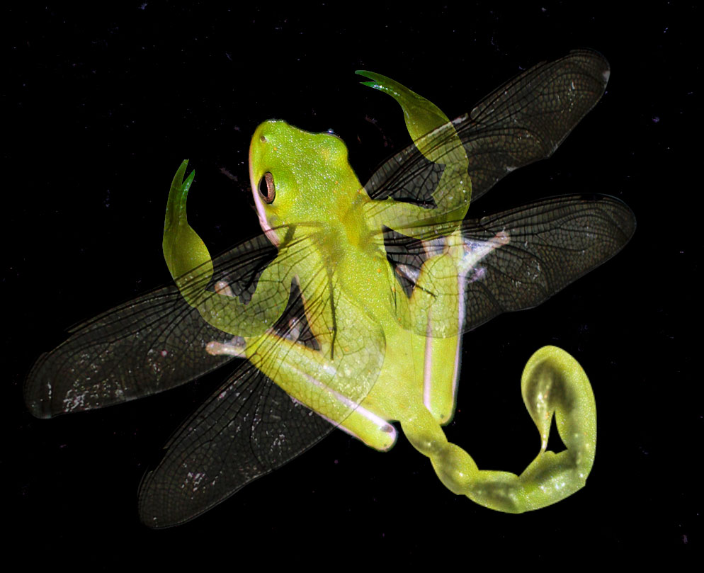 Diseño de Photoshop por LooneyD para DesignCrowd (Community Contests) | Diseño #9004420