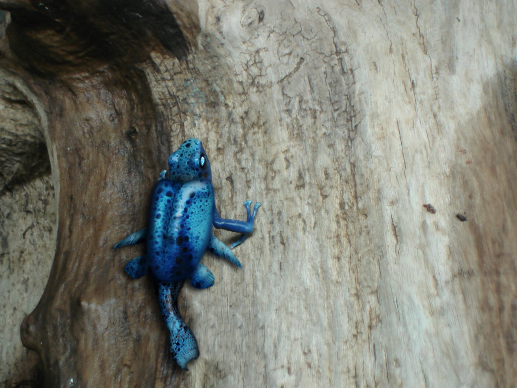 Photoshop Design by stellio for DesignCrowd (Community Contests) | Design #9004497